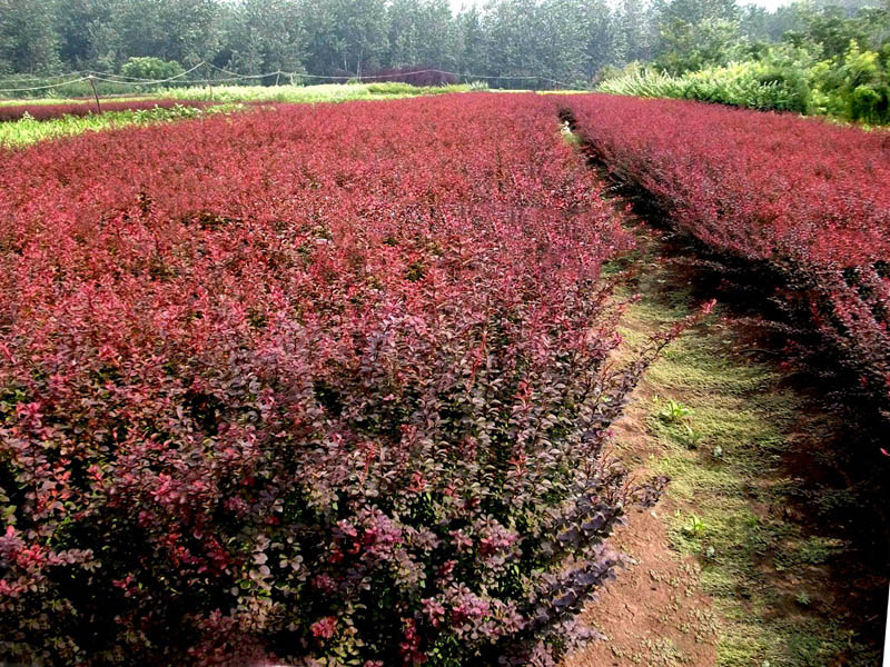 青州绿化苗木种植基地