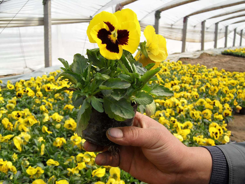 北方露地花卉怎样进行移植？养殖花卉土壤酸碱度应怎样调节？